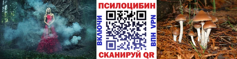 Псилоцибиновые грибы Psilocybe  Тверь 